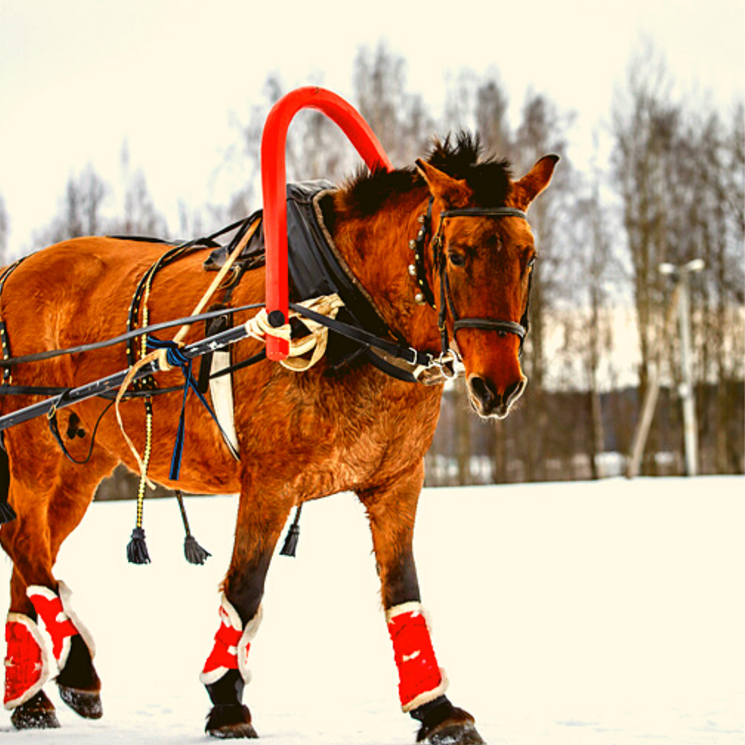 Horse Sleigh Bells