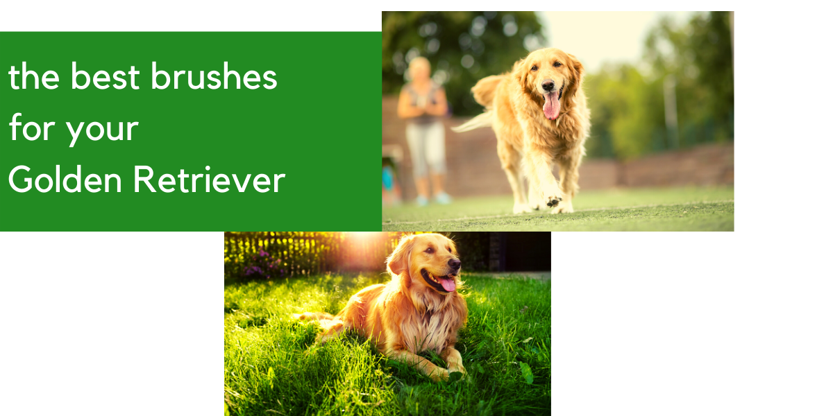 Best brush for shop golden retriever puppy